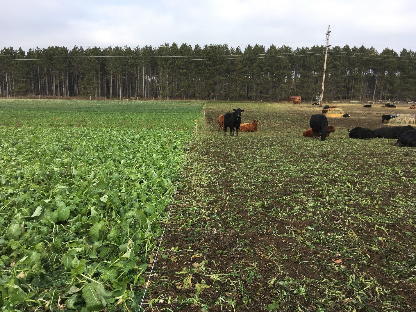 Cows grazing in cover crops